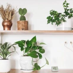 TFA Thermo-Hygrometer 30.5055.02, Innen, Digital, Weiß -Haushaltsprodukte 46bcef221250c3b0ffba0ab066a030d9032bbcdf thermo hygrometer tfa 30.5055.02 innen