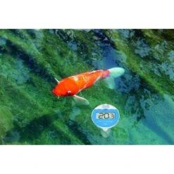 TFA Poolthermometer 30.3066.01 Marbella Funk, Mit Hygrometer, Digital -Haushaltsprodukte 68f7012d0ba9d2e4da9ca8eff724e166220a47aa poolthermometer tfa 30.3066.01 marbella funk